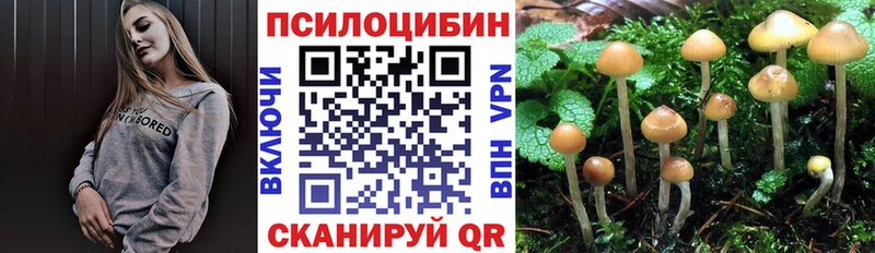 blacksprut ссылки  Горбатов  Псилоцибиновые грибы Psilocybine cubensis 